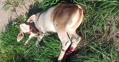 Carro bate em animal solto na BR-122, em Guanambi.