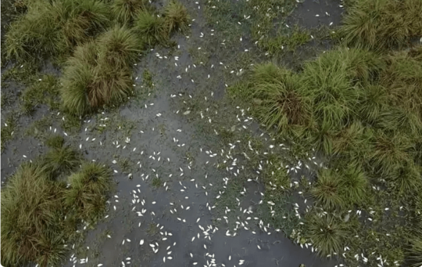 Esgoto da Embasa pode ter causado morte de peixes em Guanambi.