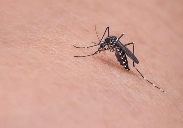 Ivermectina não é eficaz contra dengue, alerta Ministério da Saúde.