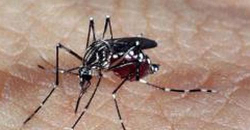 Mais uma morte por dengue foi confirmada na região de Guanambi.