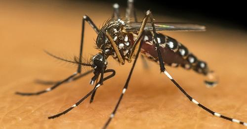 Brasil bate recorde histórico de casos de dengue com 1,8 milhão em menos de três meses.
