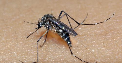 Guanambi chega a 51 casos de dengue.