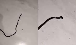 Verme que afeta pets e se multiplica quando cortado é identificado no Brasil.