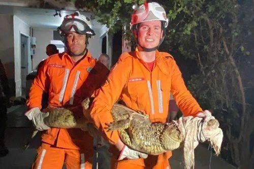 Bombeiros capturam jacaré em jardim de residência na cidade de Guanambi.