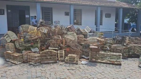 Mais de 300 gaiolas apreendidas durante a FPI foram destruídas em Guanambi.