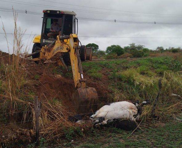 Caminhão colide com vaca na BA-573 entre Guanambi e Matina; animal morre no local.