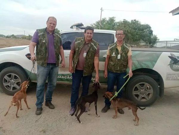 Equipe da Secretaria de Meio Ambiente de Guanambi resgata animais em situação de maus-tratos.