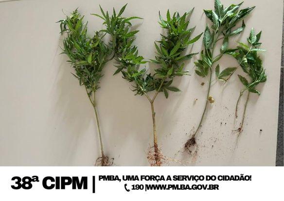 Polícia Militar apreende 6 pés de maconha em propriedade na cidade de Riacho de Santana.
