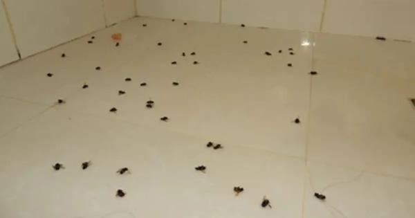 Idoso de 83 anos é atacado por abelhas na zona rural de Carinhanha e leva mais de 400 picadas.
