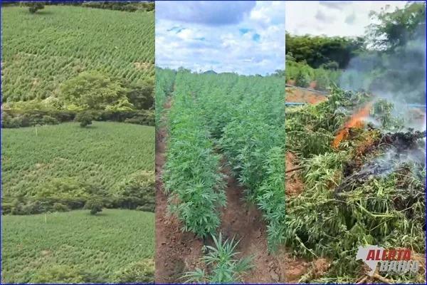 Polícia atualiza para 70 mil o número de pés de maconha apreendidos em plantação da zona rural de Carinhanha.