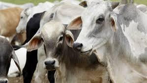 Juiz denuncia tentativa de furto de gado em sua fazenda em Carinhanha.