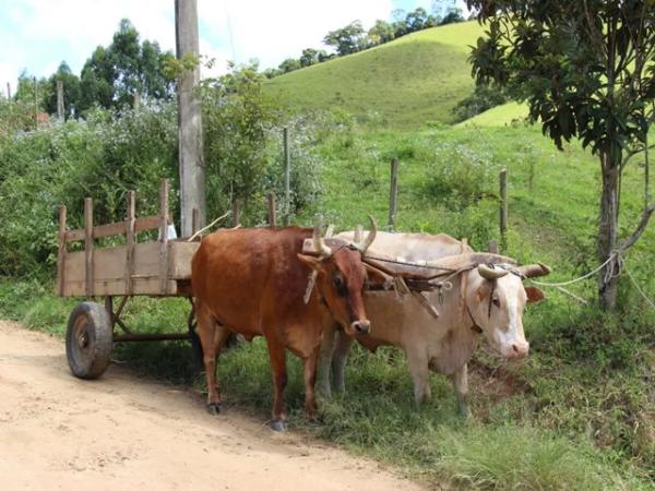 Tragédia: homem morre após acidente com carro de boi em Riacho de Santana.