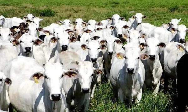 Comerciante sofre novo furto de gado na zona rural de Caetité.