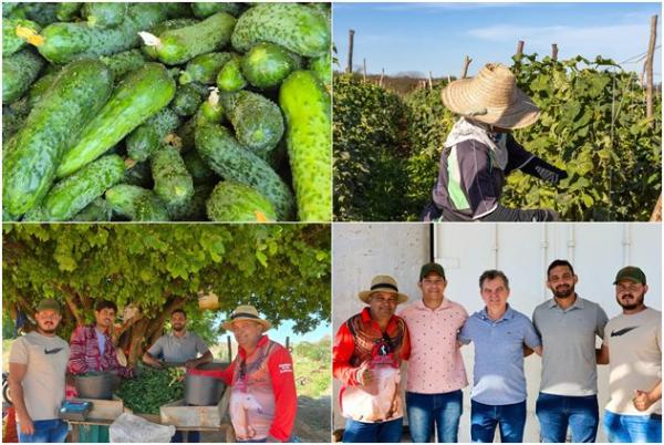 Prefeitura de Sebastião Laranjeiras acompanha cultivo de pepino e amplia ações de apoio ao campo.
