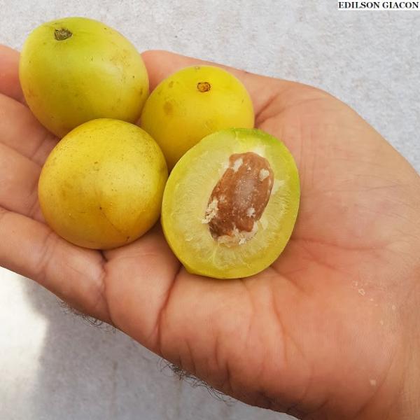 Menino de 3 anos morre após engasgamento com caroço de umbu. 