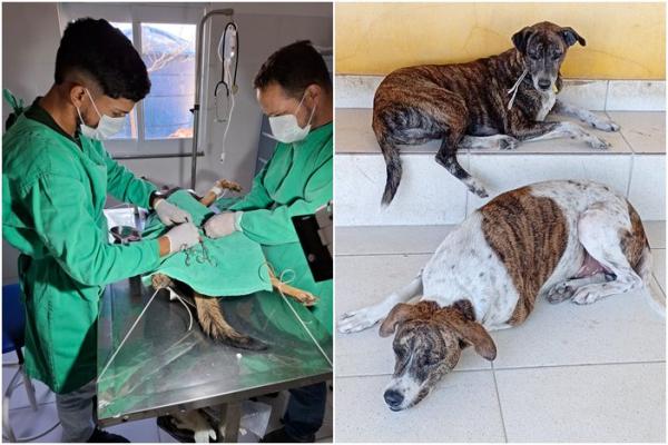Em janeiro e fevereiro deste ano, Canil de Guanambi castrou 84 cães e atendeu mais de 200 animais.