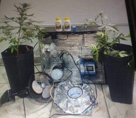 Denúncia de ameaça leva PM a encontrar plantação de maconha em Urandi.