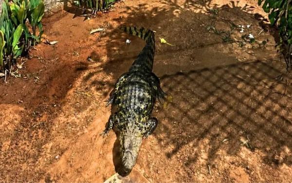 Jacaré é capturado após assustar mulheres nas proximidades do Parque da Cidade.