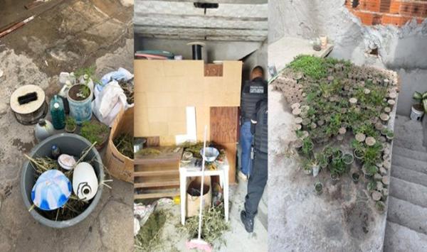 Operação Quintal Limpo desarticula plantação com cerca de 3 mil pés de maconha e prende suspeito em Caetité.
