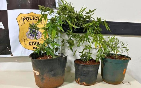 Homem é preso pela Rondesp após policiais encontrarem cultivo de maconha em Riacho de Santana.