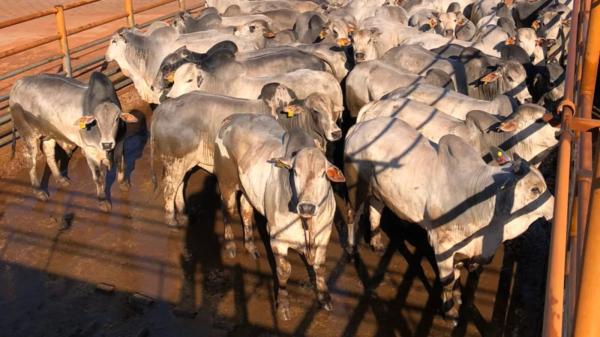 Secretário de Guanambi alerta pecuaristas sobre seca e recomenda venda de gado antes do período crítico.