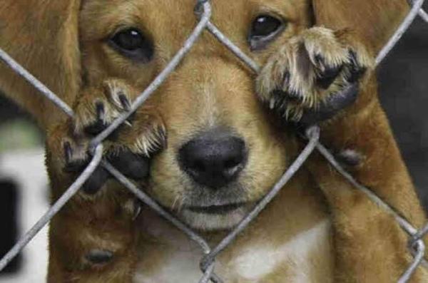 Moradores denunciam maus-tratos e mortes de animais em Caetité.